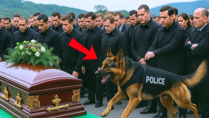 They Opened An Officer's Coffin Because His Police Dog Kept Barking—What They  Found Shocked Everyone - YouTube